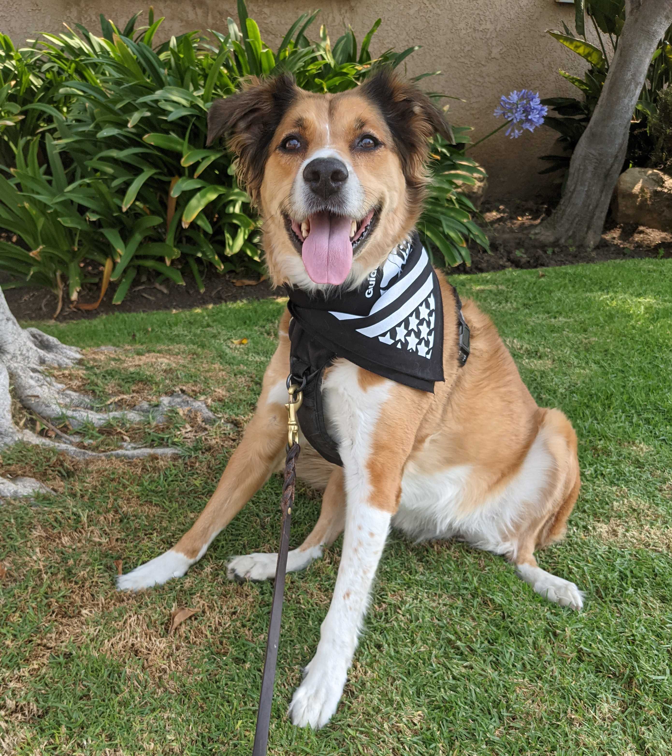 A photo of Willow, one of Leann's Catahoula Leopard dogs